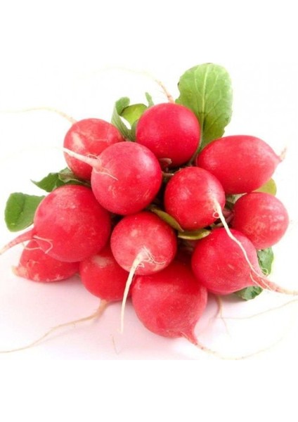 Yerli Kırmızı Fındık Turp Tohumu 900'lü