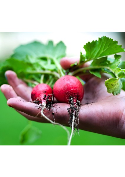 Yerli Kırmızı Fındık Turp Tohumu 900'lü fiyatları