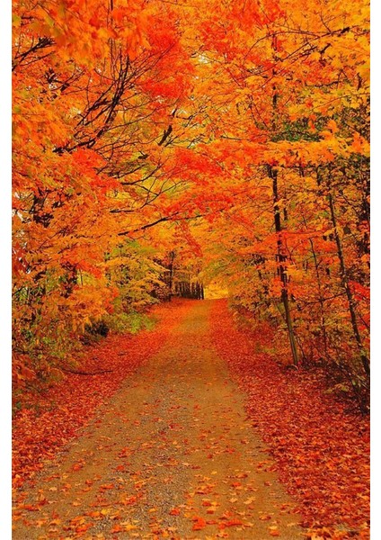 Sonbaharda Orman Yolu Manzarası Boncuk Yapıştırma Elmas Mozaik Tablo 35 x 55 cm