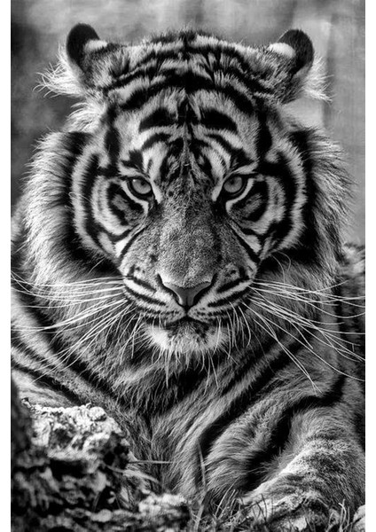 Marcel Elmas Mozaik Tablo 33 x 51 cm