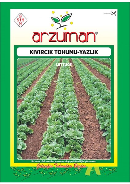 Yazlık Marul - Kıvırcık Tohumu   (10 Gr)