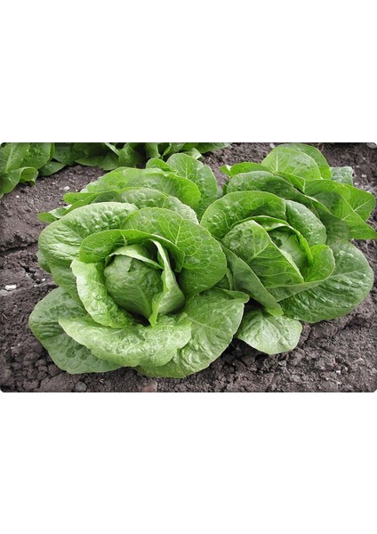 Yedikule Marul Tohumu (10 Gr)Göbekli Marul fiyatları