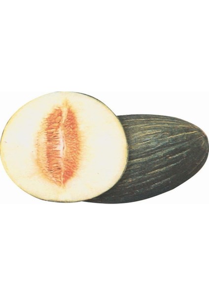 Hasanbey Kavun Tohumu (10 Gr) fiyatları