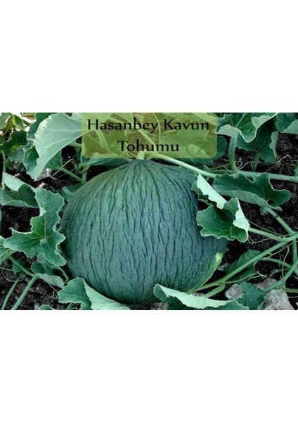 Hasanbey Kavun Tohumu (10 Gr) modelleri