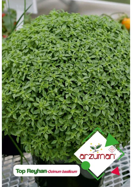 Top Fesleğen - Top Reyhan (Ocimum Basilicum) Çiçek Tohumu 100 Adet