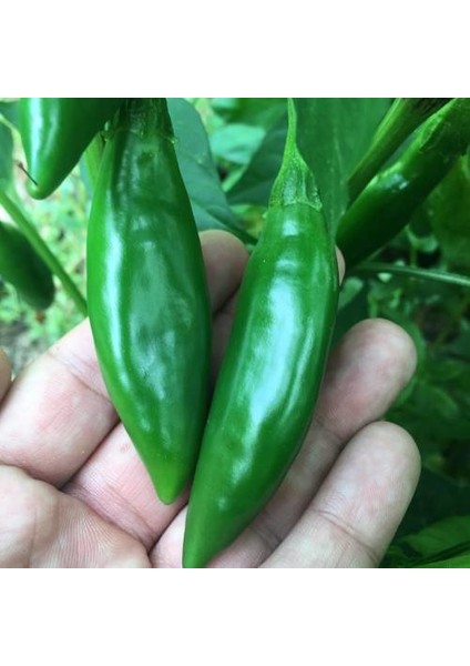 Murat Tohum Süper Paket Balık Biber Tohumu Acı Balık Biber Tohumu 220 Adet Tohum