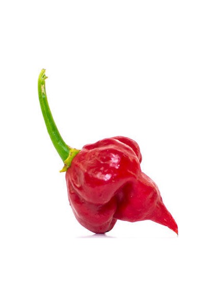 Saksılık Acı Scorpion Biber Tohumu Ekim Seti 5 Tohum Saksı Toprak Kombin