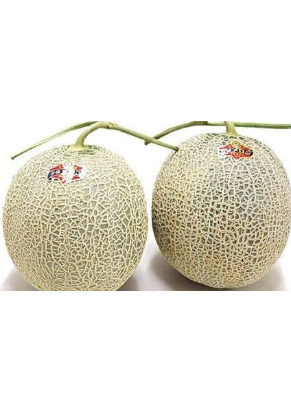 Saksılık Japon Kavunu Tohumu Ekim Seti 5 Tohum Saksı Toprak Kombin fiyatları