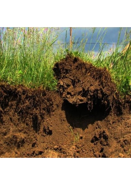 Murat Tohum Orman Toprağı Orman Humusu 2,5 Litre Orman Toprağı