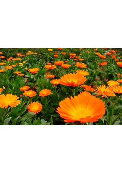 Portakal Nergisi - Aynı Sefa (Calendula Officinalis) Çiçek Tohumu 30 Adet