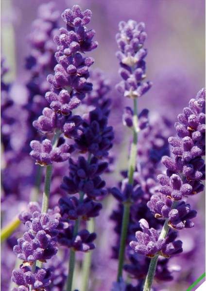 Lavanta (Lavandula) Çiçek Tohumu 100 Adet