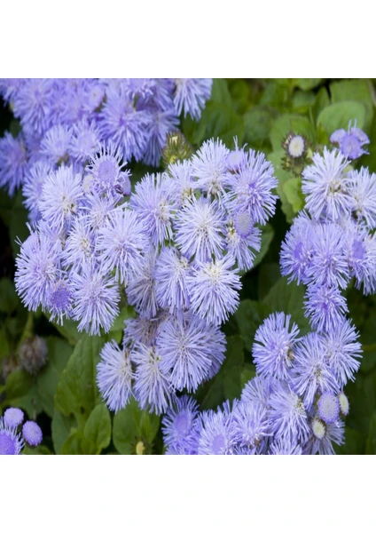 Vapur Dumanı (Ageratum Houstanianum) Çiçek Tohumu 100 Adet