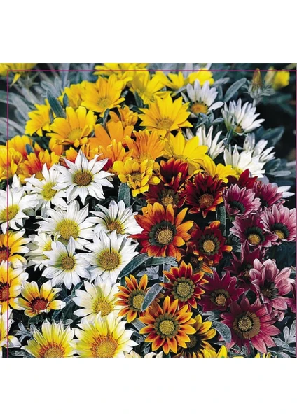 Meramlı Kız (Gazania Splendens) Çiçek Tohumu 20 Adet