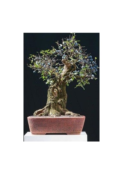 Nadir Ithal Blueberry Bonzai Ağacı Tohumu 5 Tohum Bonsai Tohumu