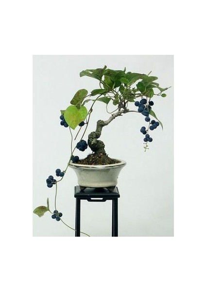 Nadir Ithal Blueberry Bonzai Ağacı Tohumu 5 Tohum Bonsai Tohumu fiyatları