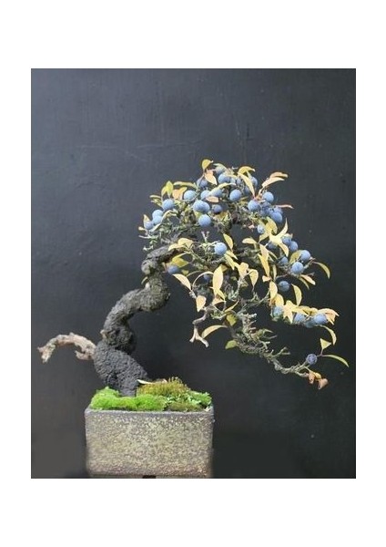 Nadir Ithal Blueberry Bonzai Ağacı Tohumu 5 Tohum Bonsai Tohumu modelleri