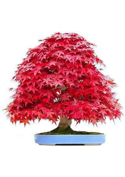 Serdar Çam Tohumculuk Bodur Acer Rubrum Bonzai Ağacı Tohumu 5 Tohum Bonsai Tohumu