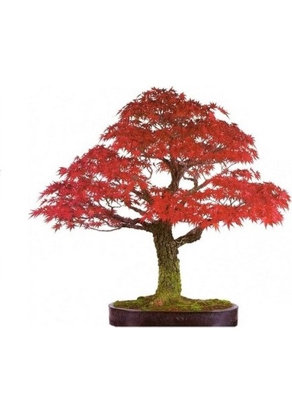 Bodur Red Maple Bonzai Ağacı Tohumu 5 Tohum Bonsai Tohumu