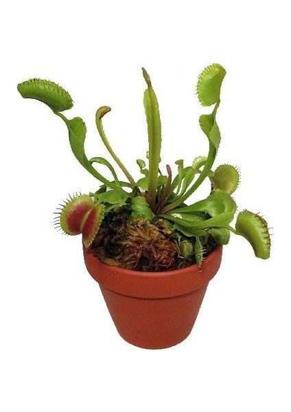 Venus Fly Trap Nepentes Etobur Tohumu Sinek Kapan Tohumu Venus Ekim Seti 10 Tohum Saksı Toprak Kombin