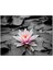 Ahşap Tablo Siyah Beyaz Lotus Yaprakları ve Pembe Nilüfer Çiçeği 1