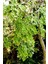 Moringa Bitkisi (Çayı) Taptaze 1'li 30 gr 2