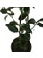 Camellia Japonica - Ithal Kamelya Bitkisi 3
