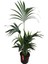 Armenbotanik Howea Forsteriana | Kentia Palmiyesi (Ithal)- Kentya - 120 cm 3