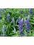 Adaçayı (Salvia Officinalis) Çiçek Tohumu 50 Adet 1