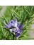 Biberiye (Rosmarinus Officinalis) Çiçek Tohumu 100 Adet 1
