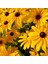Afrika Papatyası (Rudbeckia) Çiçek Tohumu 100 Adet 1