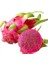 15 Adet Pitaya Ağacı Tohumu Kırmızı Pitaya Tohum Ejder Meyvesi Tohumu + Saksı + Toprak 1