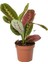 Maranta Tricolor Dua Çiçeği 1