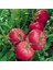 Domates Tohumu Pembe - 1g (~ 150 Tohum) 1
