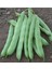 Fasulye Tohumu Gizem ( Oturak ) - 50 G (~ 150 Tohum) 1