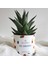 Casa Florista Haworthia - "big Congrats" Baskılı Özel Saksıda 1