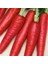 Kırmızı Havuç Sebze Tohumu 20 'li Saksı Torf 1