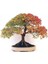 Ithal 3 Farklı Bonzai Ağacı Tohumu Ekim Seti Selvi Çınar Acer Rubrum Bonsai Ağacı Tohumu Saksı Toprak Kombin 2