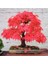 Ithal 3 Farklı Bonzai Ağacı Tohumu Ekim Seti Selvi Çınar Acer Rubrum Bonsai Ağacı Tohumu Saksı Toprak Kombin 3