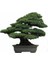 Ithal 3 Farklı Bonzai Ağacı Tohumu Ekim Seti Selvi Çınar Acer Rubrum Bonsai Ağacı Tohumu Saksı Toprak Kombin 4