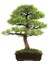 Bodur Supressus Bonzai Ağacı Tohumu 5 Tohum Bonsai Tohumu 1