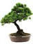 Bodur Supressus Bonzai Ağacı Tohumu 5 Tohum Bonsai Tohumu 2