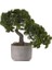 Bodur Supressus Bonzai Ağacı Tohumu 5 Tohum Bonsai Tohumu 3