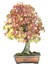 Bodur Liquidambar Bonzai Ağacı Tohumu 5 Tohum Bonsai Tohumu 1