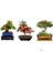 Ithal 3 Farklı Bonzai Ağacı Tohumu Ekim Seti Alıç Elma Şeftali Bonsai Ağacı Tohumu Saksı Toprak Kombin 1