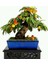 Ithal 3 Farklı Bonzai Ağacı Tohumu Ekim Seti Alıç Elma Şeftali Bonsai Ağacı Tohumu Saksı Toprak Kombin 3