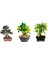Çam Tohum Ithal 3 Farklı Bonzai Ağacı Tohumu Ekim Seti Portakal Nar Kayısı Bonsai Ağacı Tohumu Saksı Toprak Kombin 1