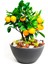 Çam Tohum Ithal 3 Farklı Bonzai Ağacı Tohumu Ekim Seti Portakal Nar Kayısı Bonsai Ağacı Tohumu Saksı Toprak Kombin 2