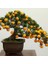 Çam Tohum Ithal 3 Farklı Bonzai Ağacı Tohumu Ekim Seti Portakal Nar Kayısı Bonsai Ağacı Tohumu Saksı Toprak Kombin 3