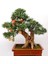 Çam Tohum Ithal 3 Farklı Bonzai Ağacı Tohumu Ekim Seti Portakal Nar Kayısı Bonsai Ağacı Tohumu Saksı Toprak Kombin 4