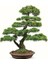 Bodur Karaçam Bonsai Ağacı Tohumu 5 Tohum Bonzai Ağacı Tohumu 1